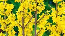 Forsythia Spectabilis - credit all images: Floramedia Database